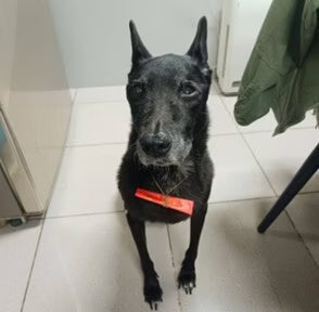 「之前一直拒絕進食，現在一次卻能吃到3罐肉罐頭！真的謝謝有久益生這個產品！」