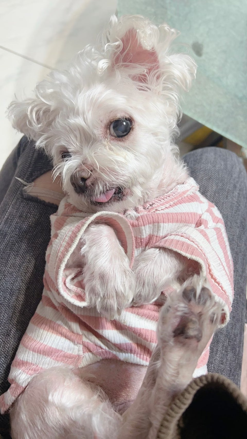 「想謝謝你們，因為狗狗15歲了突然不吃不喝發現腎病時真的是很慌張」