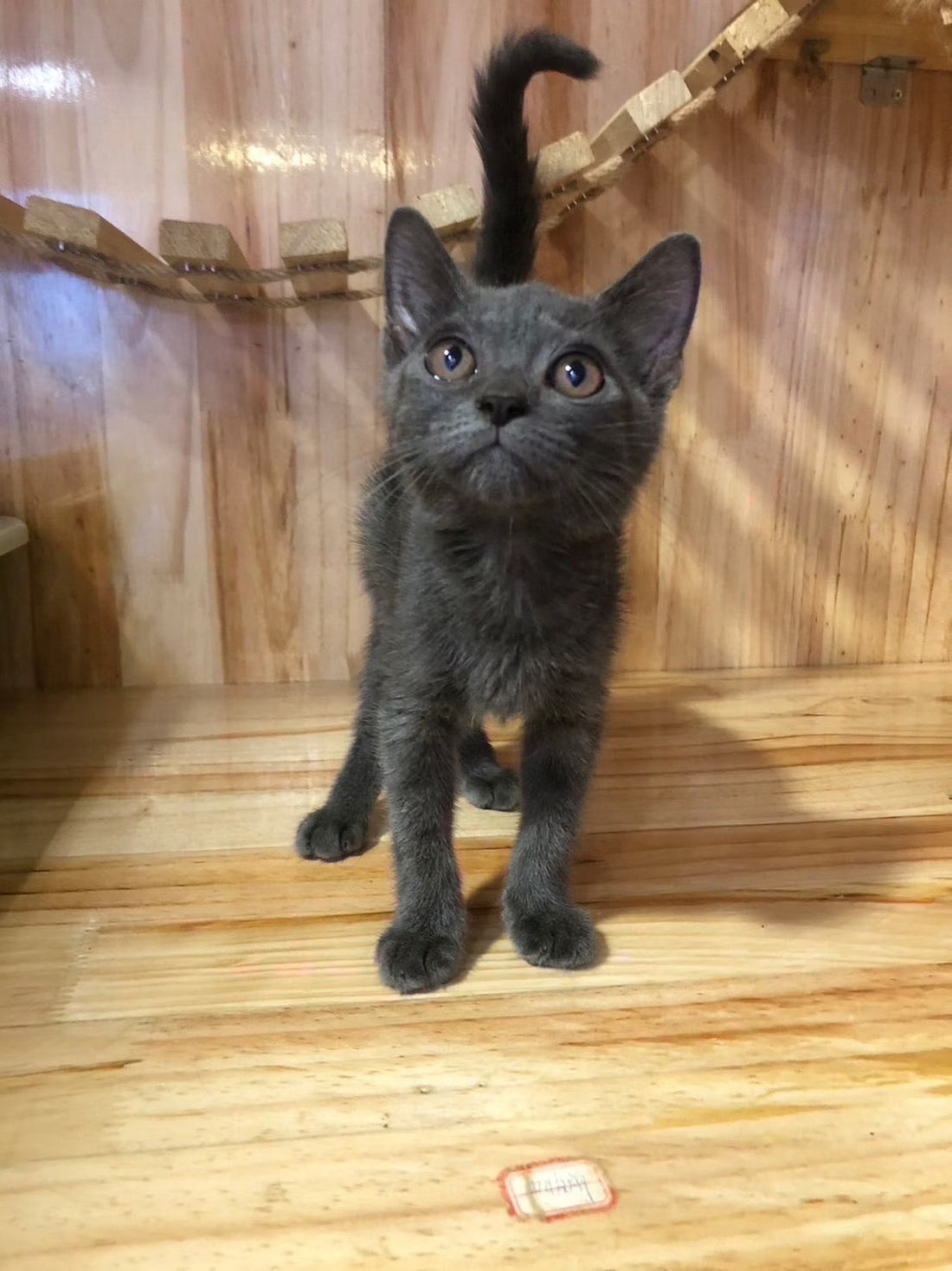 營養不良食慾不好，現在胃口很好，變得很好餵食什麼都吃」