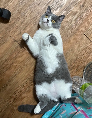 「讓大家知道這真的有效QQ 前面花很多錢在試各種保健品><」