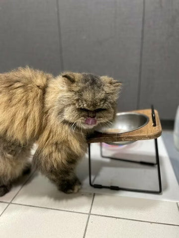 針對口炎問題很適用，吃飯飯也增量，感動的轉圈啊!」