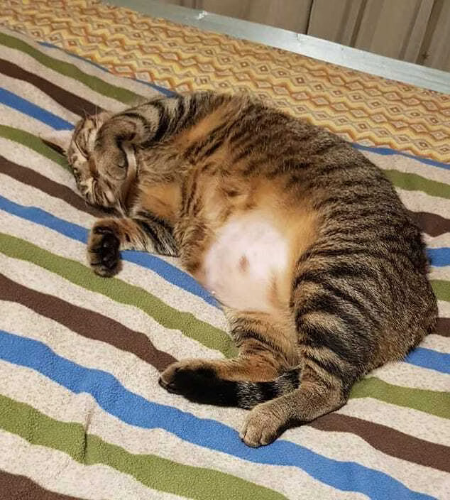 「針對抓咬和毛長不出來的問題，吃了舒敏豐毛Ｓ看到效果好值得」