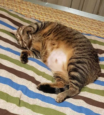 「針對抓咬和毛長不出來的問題，吃了舒敏豐毛Ｓ看到效果好值得」