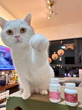 「挑食貓都可以順利吃完，每天最期待的就是吃黑酵母的時間！」