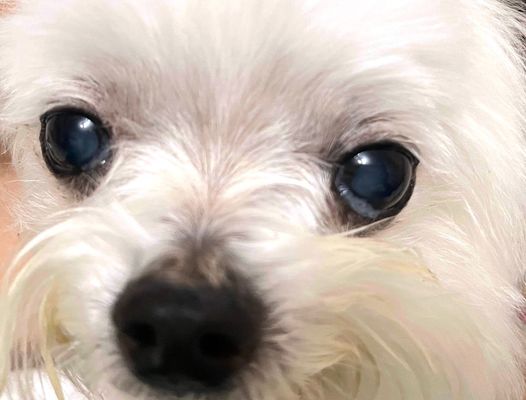 「樂目清對於老年犬眼睛分泌黏稠的眼屎，造成易疲勞愛睏問題很有幫助，出門眼不澀了」